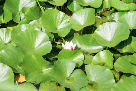 beautiful lotus flower among leaves in natural habitatの写真素材