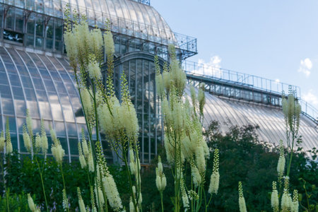 white baneberry inflorescences in a flower garden against the background of a large ancient palm greenhouseの写真素材