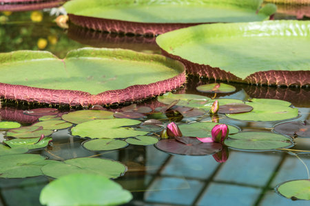 purple buds of a tropical water lily before flowering in a greenhouse poolの写真素材