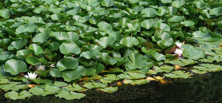 lotus leaves completely cover the surface of the water, pure flowers rise from the swamp mudの写真素材