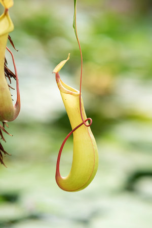trapping pitcher of a carnivorous tropical plant nepenthesの写真素材