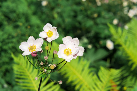 pale pink anemone flowers close-up on a blurred natural backgroundの写真素材