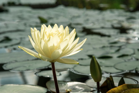 beautiful lotus flower in sunlight in natural habitatの写真素材