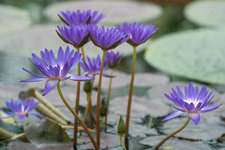 beautiful blue tropical water lily flowers close upの写真素材