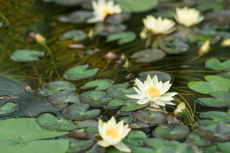 white water lilies blooming in natural habitatの写真素材