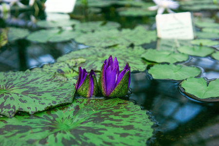 purple buds of a tropical water lily before flowering in a greenhouse poolの写真素材