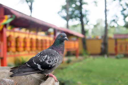 dove sits on the edge of a bowl against a blurred background of Buddhist prayer wheelsの写真素材