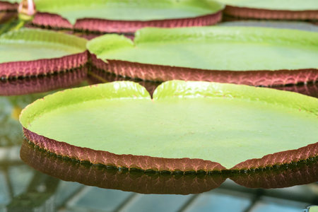 floating leaves of a water lily Victoria amazonicaの写真素材
