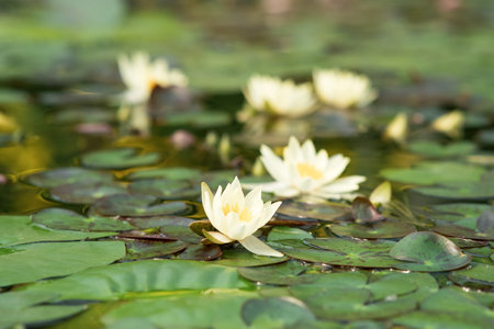 white water lilies blooming in natural habitatの写真素材