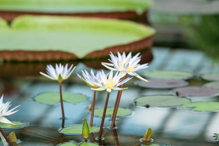 beautiful flowers of blue water lily, also called blue lotus, close-upの写真素材