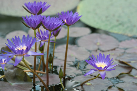 beautiful blue tropical water lily flowers close upの写真素材