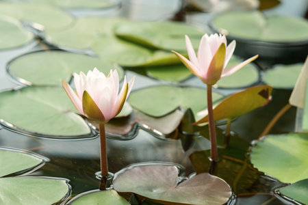 fresh clean lotus flowers rising from swamp waterの写真素材