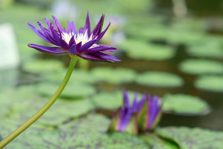 purple flower of a tropical water lily close upの写真素材