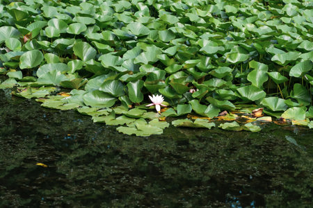 lotus leaves completely cover the surface of the water, pure flowers rise from the swamp mudの写真素材