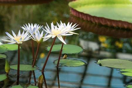 beautiful flowers of blue water lily close-upの写真素材