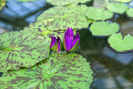 purple buds of a tropical water lily before flowering in a greenhouse pool