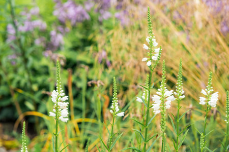white physostegia flowers outdoor on a blurred natural backgroundの写真素材