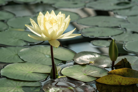 white water lilies blooming under the dome of the greenhouseの写真素材