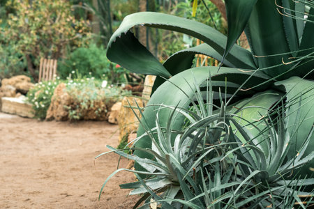 collection of succulents in the interior of the greenhouseの写真素材