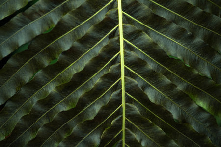 partially blurred floral background with texture of fern leafの写真素材