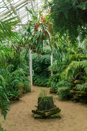 interior of a large greenhouse with a collection of fernsの写真素材