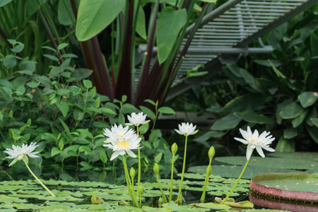 beautiful flowers of blue water lily close-upの写真素材