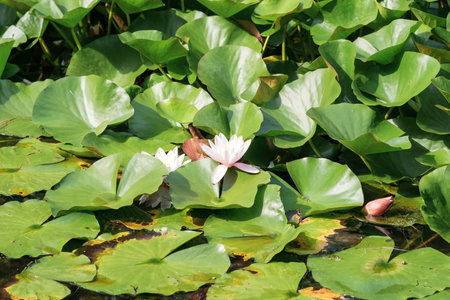beautiful lotus flower among leaves in natural habitatの写真素材