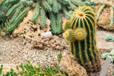 various cacti and succulents in the botanical gardenの写真素材