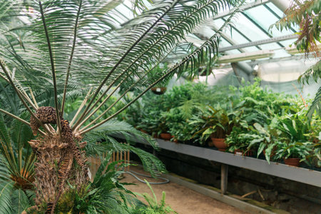 tropical plants in a large greenhouse of a botanical gardenの写真素材