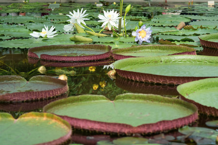 beautiful flowers of blue water lily, also called blue lotus, close-upの写真素材