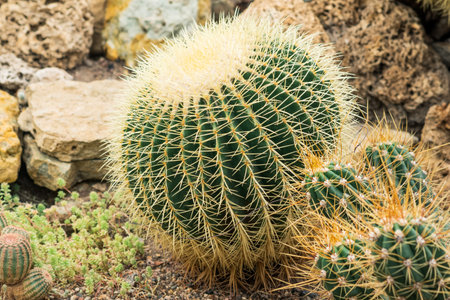 beautiful golden barrel cactus among other cacti and succulents in the botanical gardenの写真素材