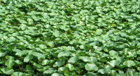 landscape: lotus leaves completely cover the surface of the waterの写真素材