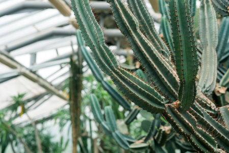 tree-like cacti and other succulents in the interior of the greenhouseの写真素材