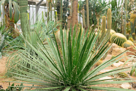 agave on a background of a large collection of cacti and succulents in the greenhouse of the botanical gardenの写真素材
