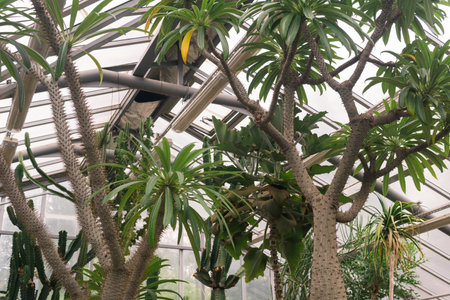 huge thorny pachypodium trees under the greenhouse roofの写真素材