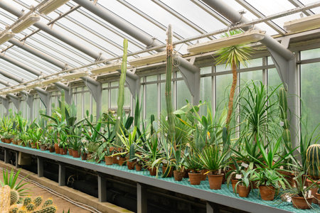 collection of succulents and cacti on a greenhouse shelfの写真素材