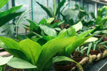 fresh green leaves of tropical plants in a greenhouse close-upの写真素材