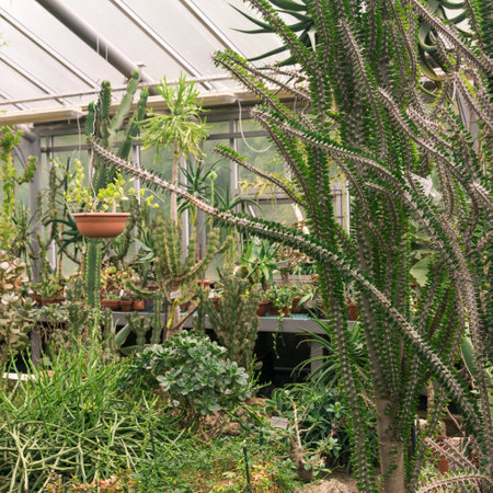 collection of tree-like cacti and other succulents in the interior of the greenhouseの写真素材