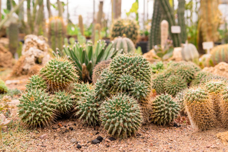cacti and other succulents in the greenhouse of botanical gardenの写真素材
