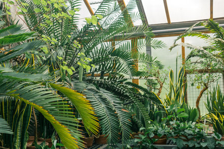 palms and other tropical trees in large greenhouse