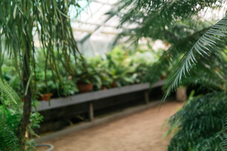 partially blurred interior of a large tropical greenhouse with palm tree leaves on a foregroundの写真素材