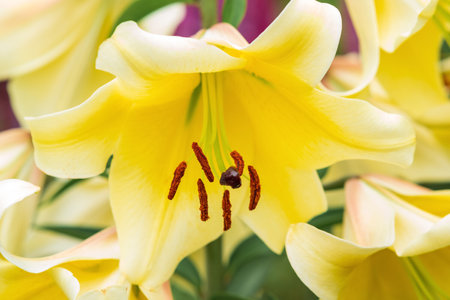 gorgeous yellow lily flower close-up on a green natural backgroundの写真素材