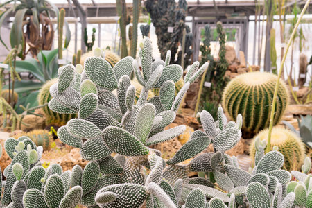 prickly pear cactus on a background of a large collection of succulents in the greenhouse of the botanical gardenの写真素材