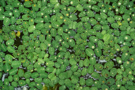 leaves of floating salvinia fern on the surface of the water close-upの写真素材
