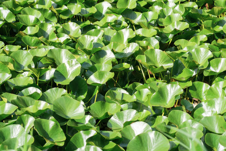 landscape: lotus leaves completely cover the surface of the waterの写真素材