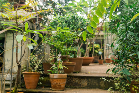 tropical plants in pots in a large vintage greenhouseの写真素材