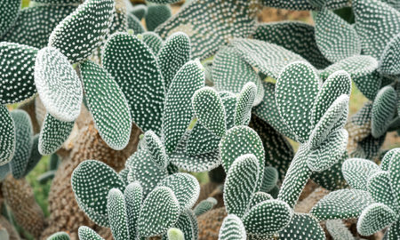 natural background - thickets of prickly pear cactus with white spinesの写真素材