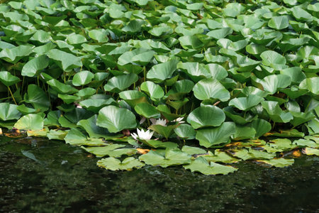 lotus leaves completely cover the surface of the water, pure flowers rise from the swamp mudの写真素材