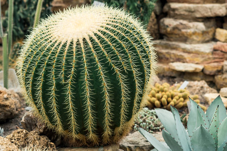 beautiful golden barrel cactus among other cacti and succulents in the botanical gardenの写真素材