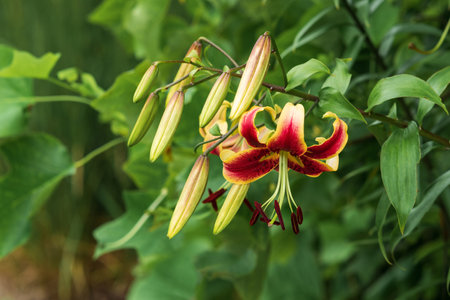 gorgeous red lily flower on a green natural backgroundの写真素材